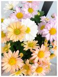 Blumenverkauf 2023